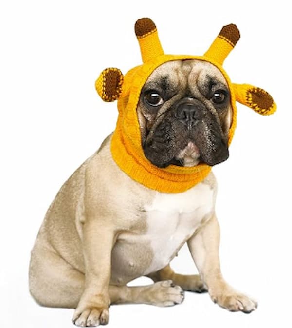 Head warmth for dogs